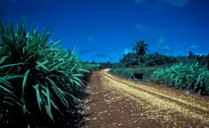 Avarua, Cook Islands: Das Leben als Digitaler Nomade und tägliche Abenteuer unkompliziert gemacht