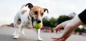 Dog Trainer: Dein Karriereleitfaden für digitale Nomaden